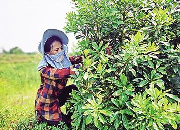 党建引领奏响乡村振兴“奋进曲” ——访党建强村先锋镇清江镇