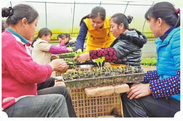 1584671415619399.png 杨媚指导村民育田.png