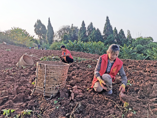 村民化身志愿者 帮助农户收红薯