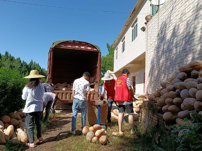 铜鼓镇村民销售南瓜“难” 志愿者助销十余吨